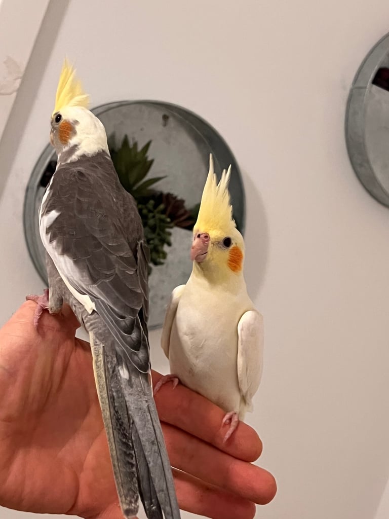 Budgies and cocktail for sale