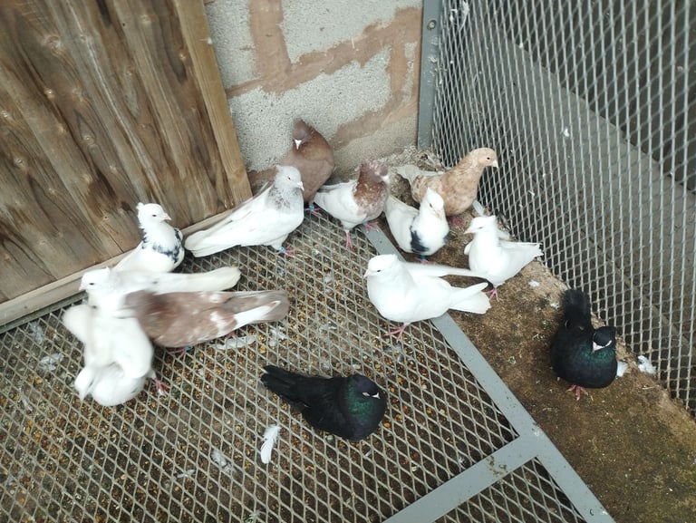 image for Iranian pigeon 