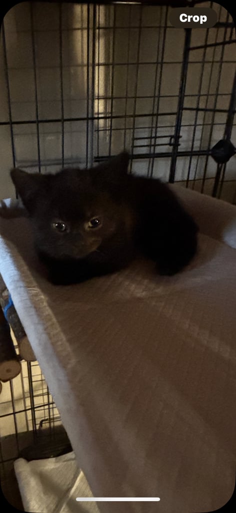 image for British shorthair x kittens 