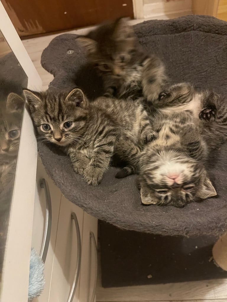 image for Kittens need new home 