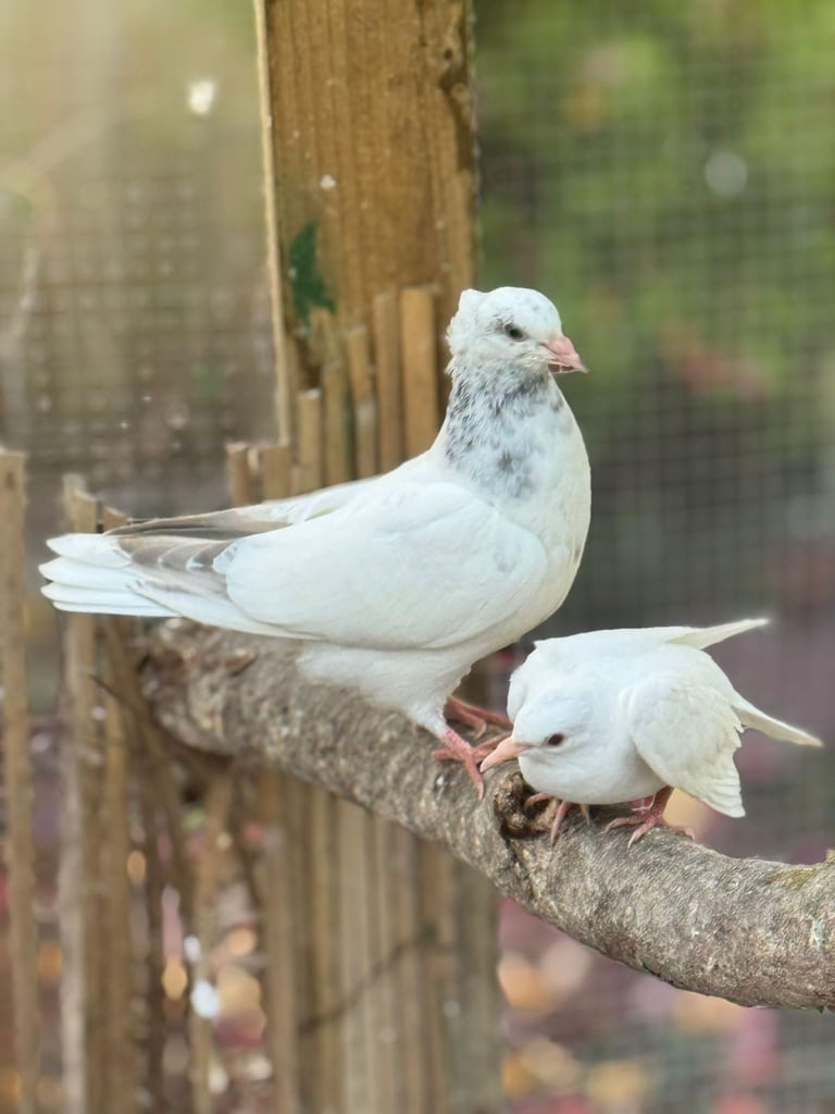 Pigeons for sale 