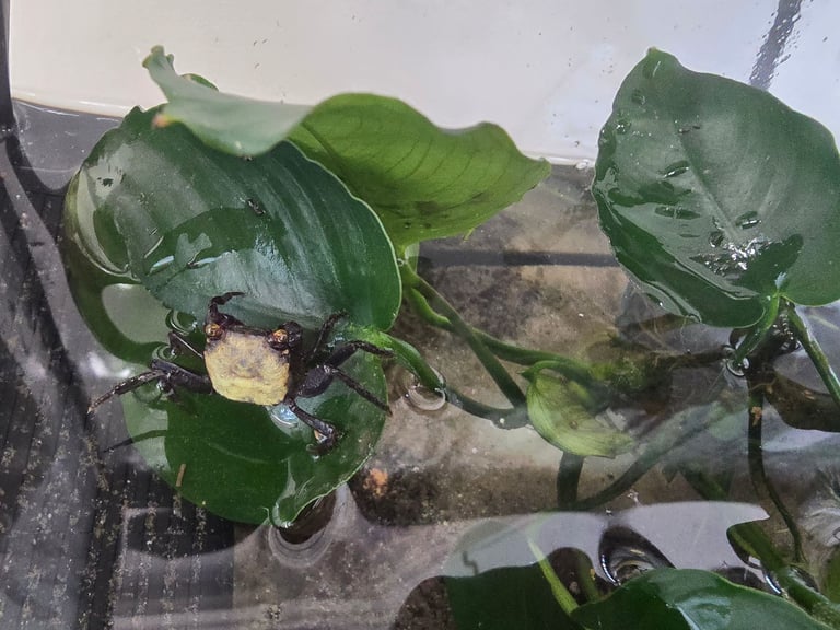 image for Vampire crabs and tank