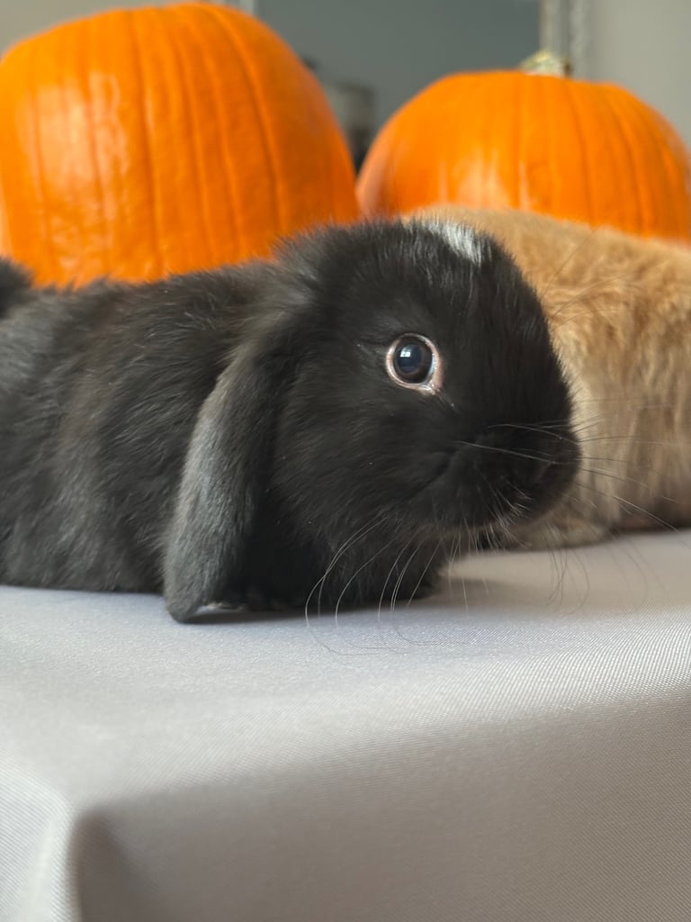 Pure mini lops