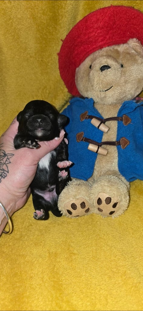 1 time miniature pomapoos 