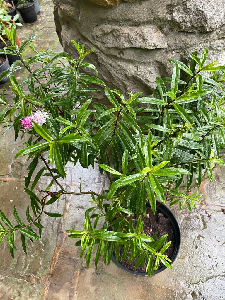 Hebe plant. £10 Collect Fulham