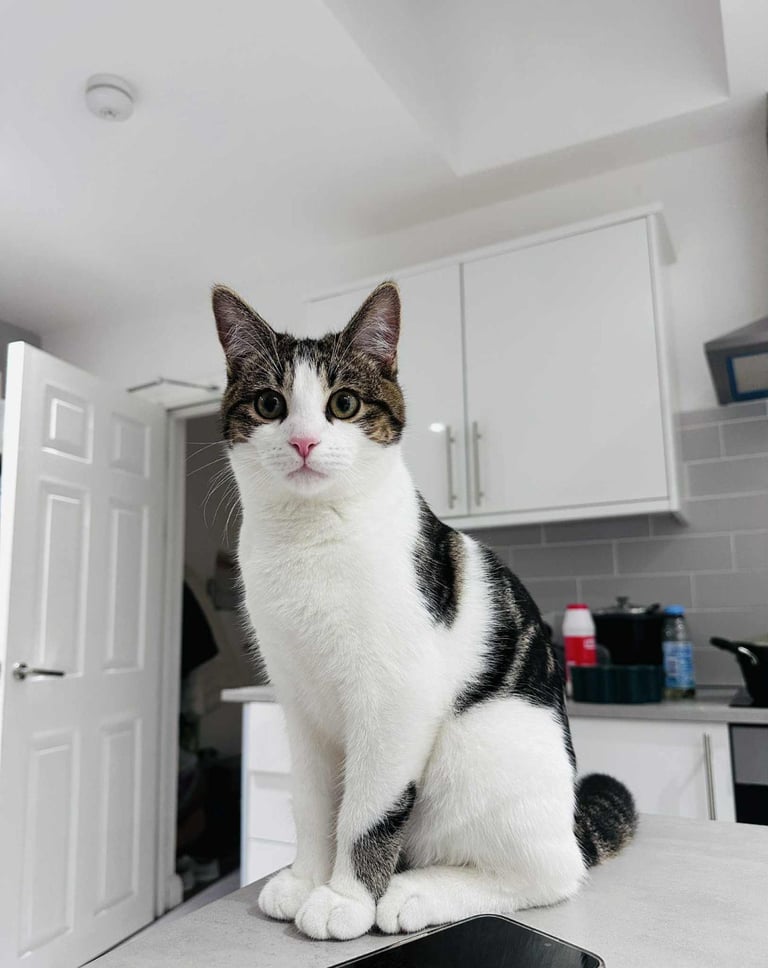 Male kitten ( Tabby)