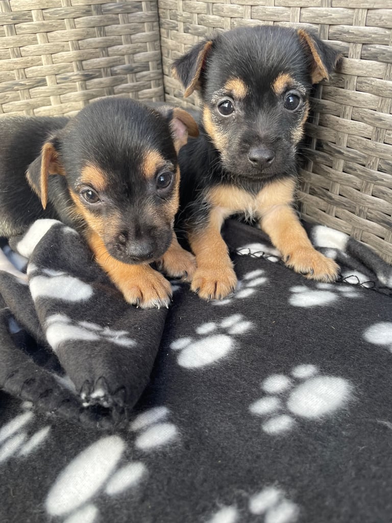 BEAUTIFUL JACK RUSSELL PUPPIES 