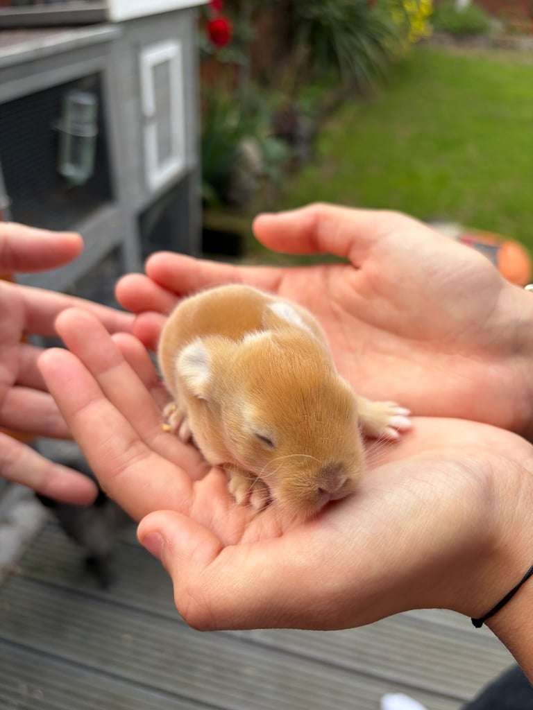 Baby bunnies for sale 