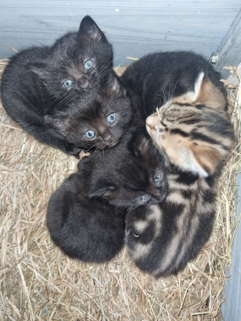 Beautiful Farn Kittens