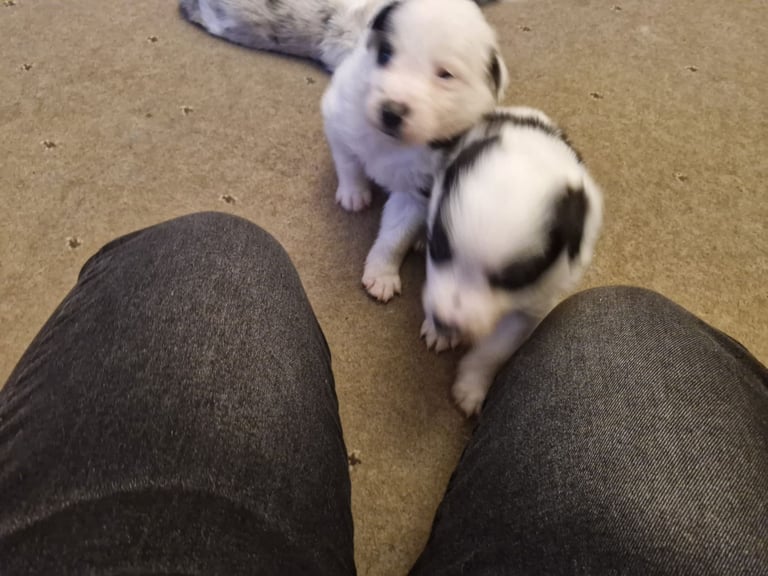 2 x black and white male puppies for sale 