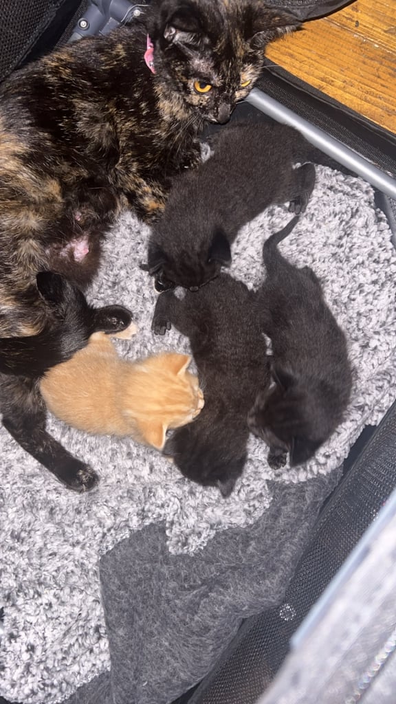 4 beautiful kittens for sale