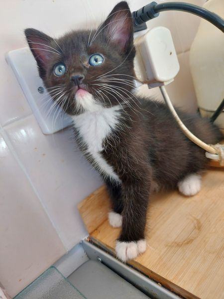 beautiful kittens.  boy and girl 