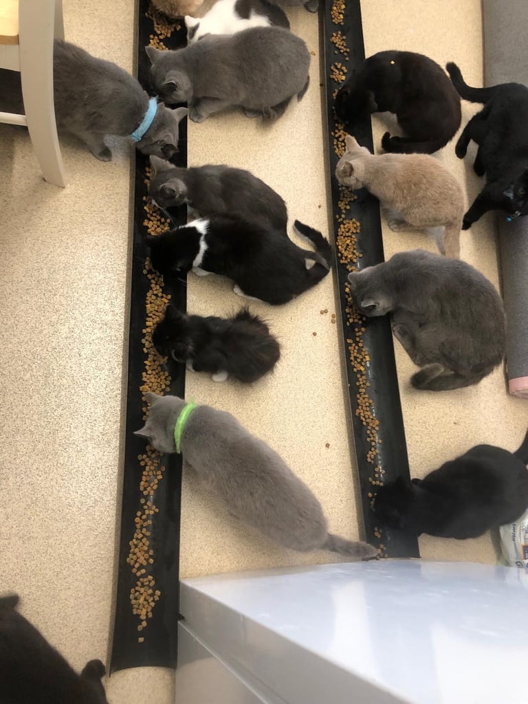 British short hair kittens/cats