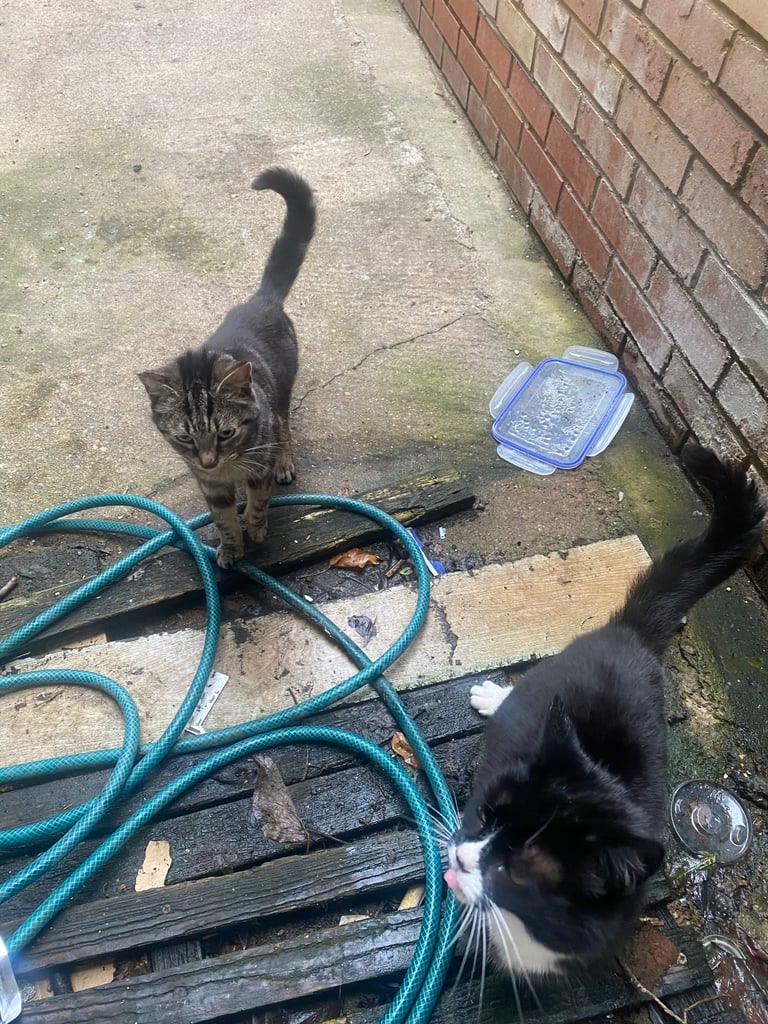 2 girl cats for sale £60 for both 30 each 