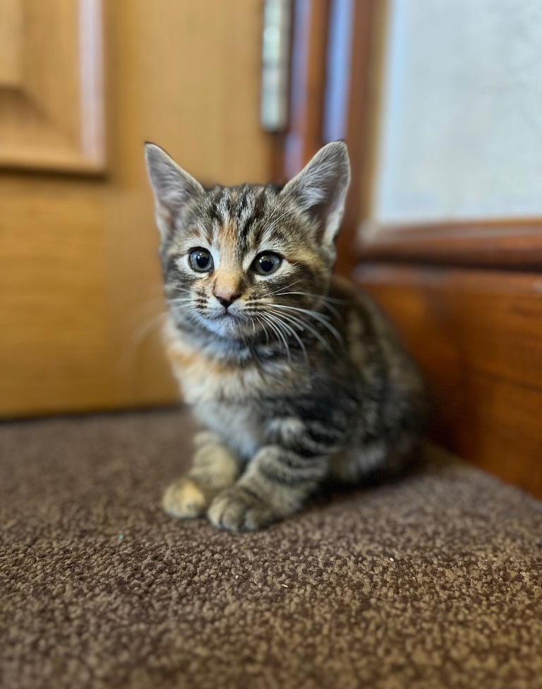  cute kittens