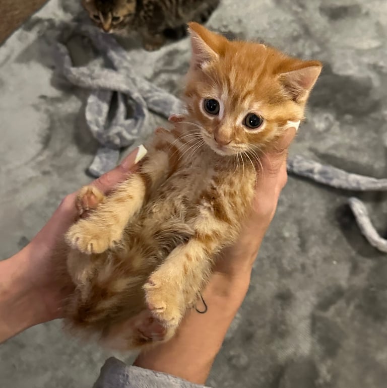 Kittens 