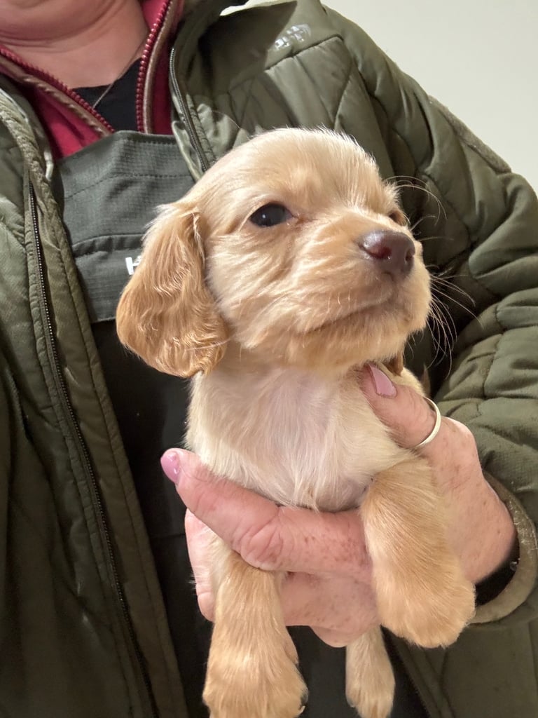 KC Cocker Spaniel Pups - ready to go sunday