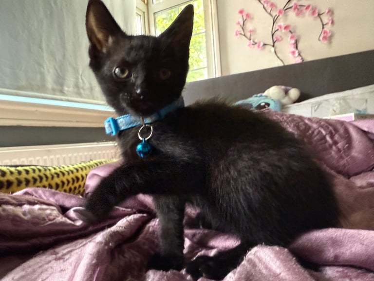 5 kittens for sale 4 girls 1 boy