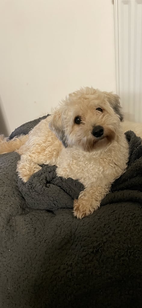 image for Maltipoo puppies for sale 