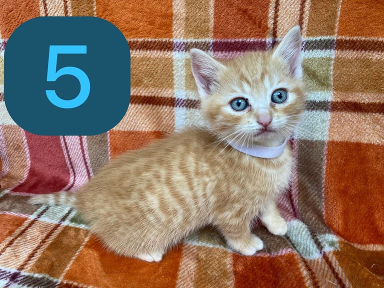 image for 🐾 Adorable British Shorthair & Scottish Longhair Kittens — Ready Soon! 🐾