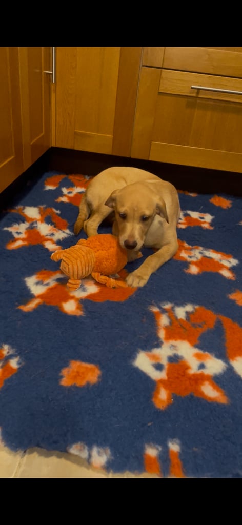 Super KC lab pup ‘health tested parents 