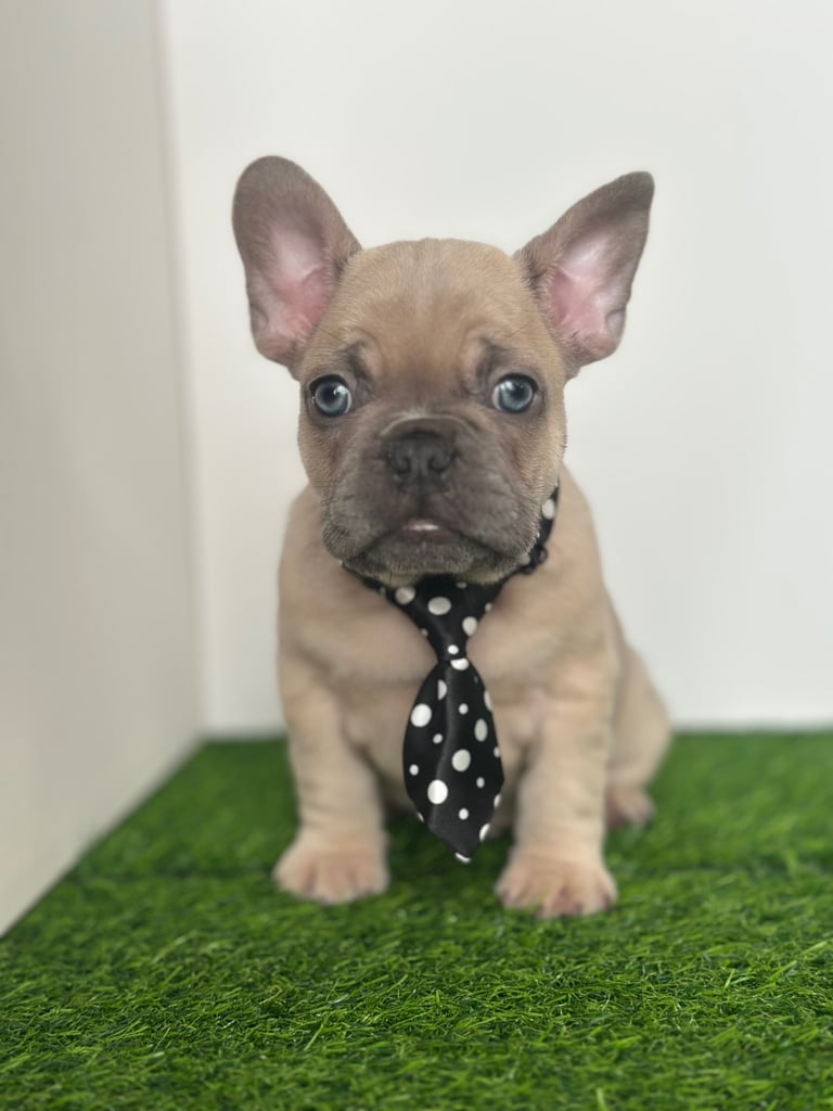 5 French bulldog puppies 