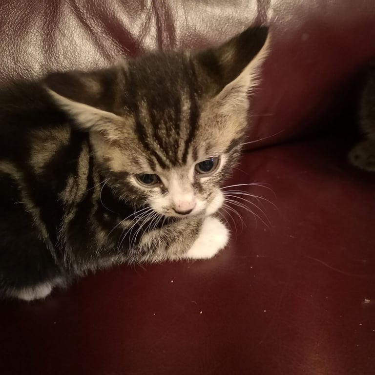 4 lovely kittens for sale 