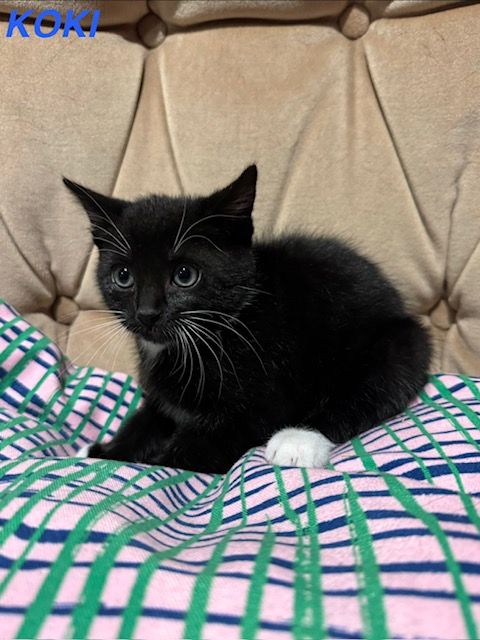 Kittens x1 Boy x2 Girls *1 GIRL LEFT*