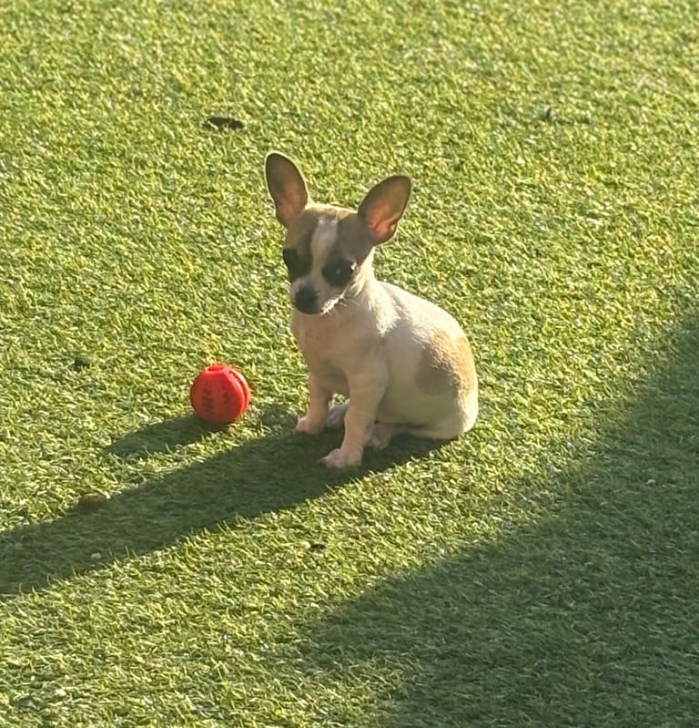 Chihuahua puppy for sale ( girls )