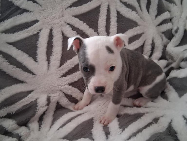 Staffordshire Puppies 