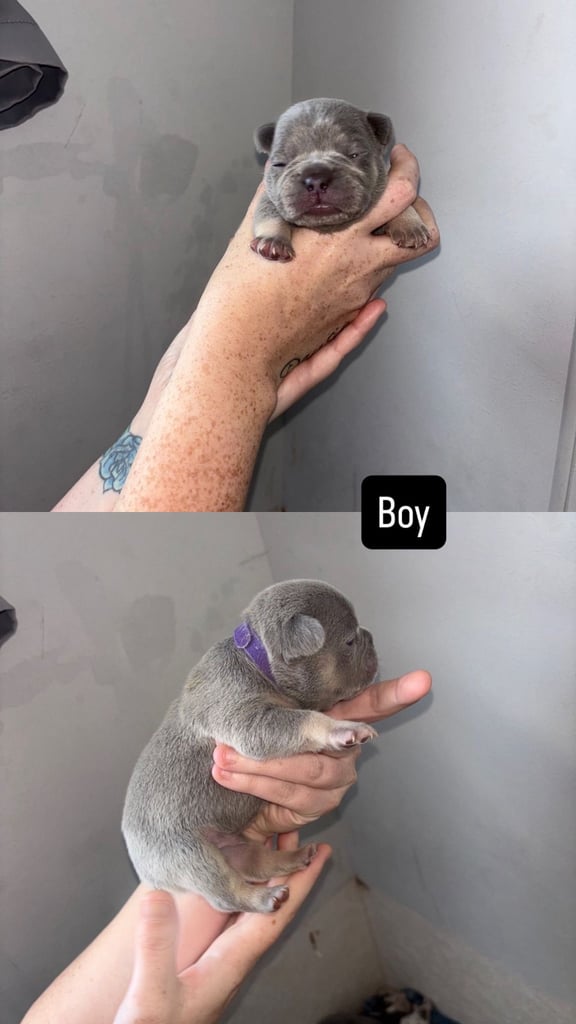 image for Blue Lilac & tan French Bulldogs 