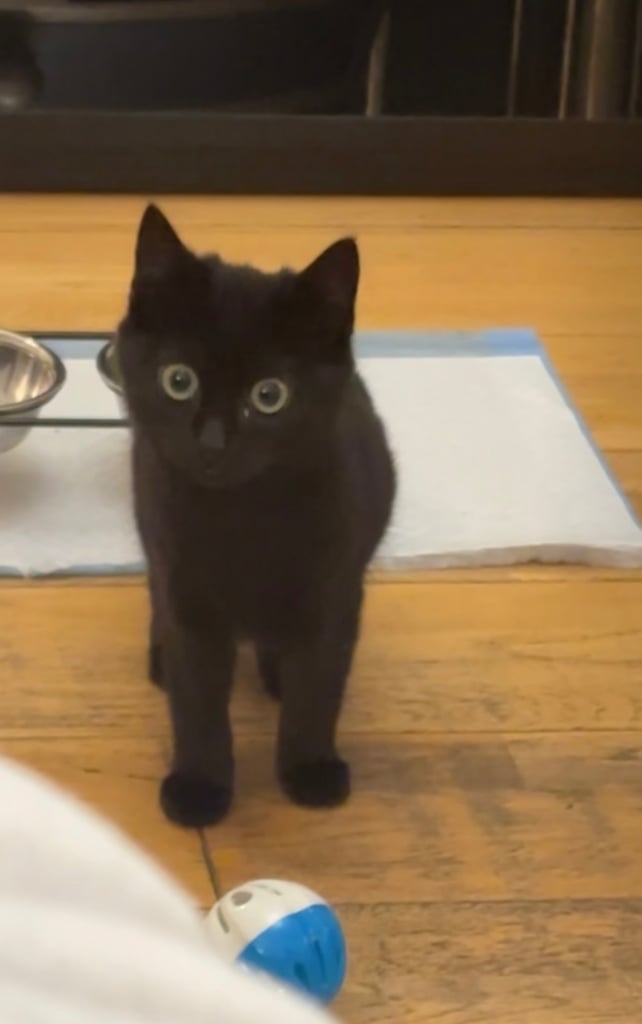 16 week old litter trained female kitten 