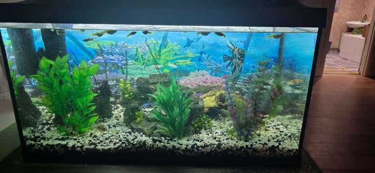 Tetra 105l aquarium including fish