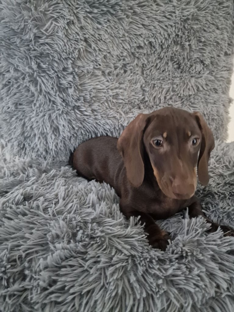 Miniture dachshund puppies 
