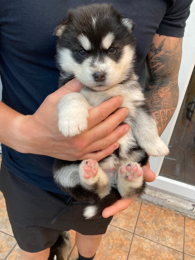 Alsakan malamute champion puppies