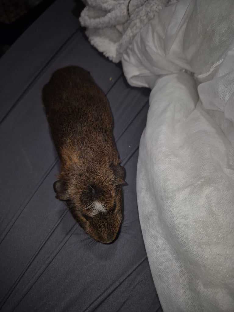 Guinea pigs 