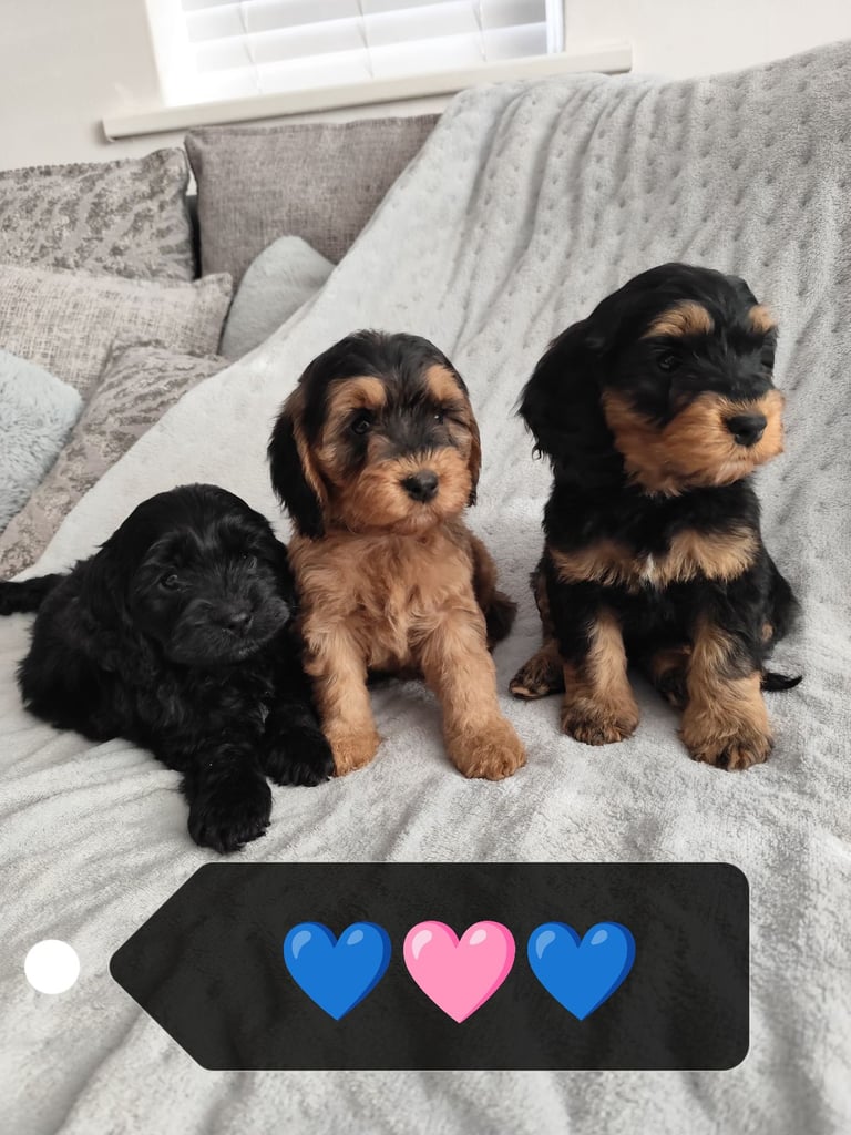 Cockapoo Dogs Puppies for Sale in County Durham Gumtree