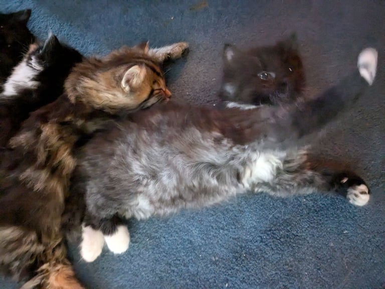 Maine Coon Cross Kittens 