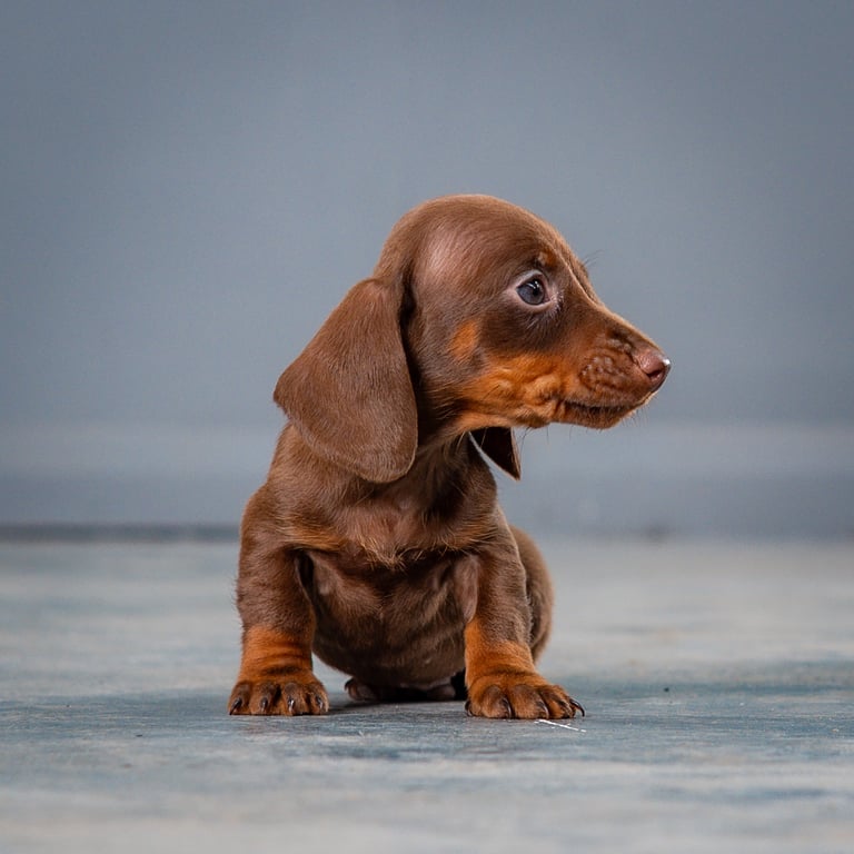 Miniature Dachshund Dachshund Lab Mix Puppies For Sale Weenie Dog
