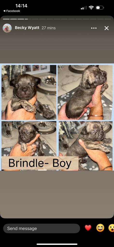 K c Frenchie puppies 