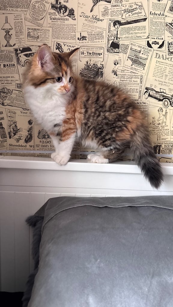 Kittens for sale