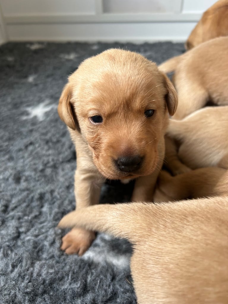 Fox red & Yellow Lab Puppies 