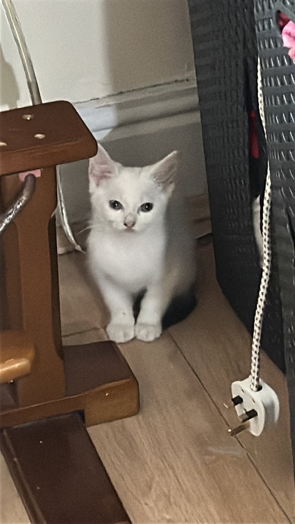 White male kitten with green eyes 2 month old 