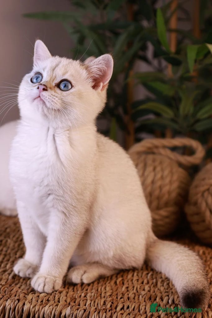 TICA RARE British Shorthair Kittens Champion bloodline