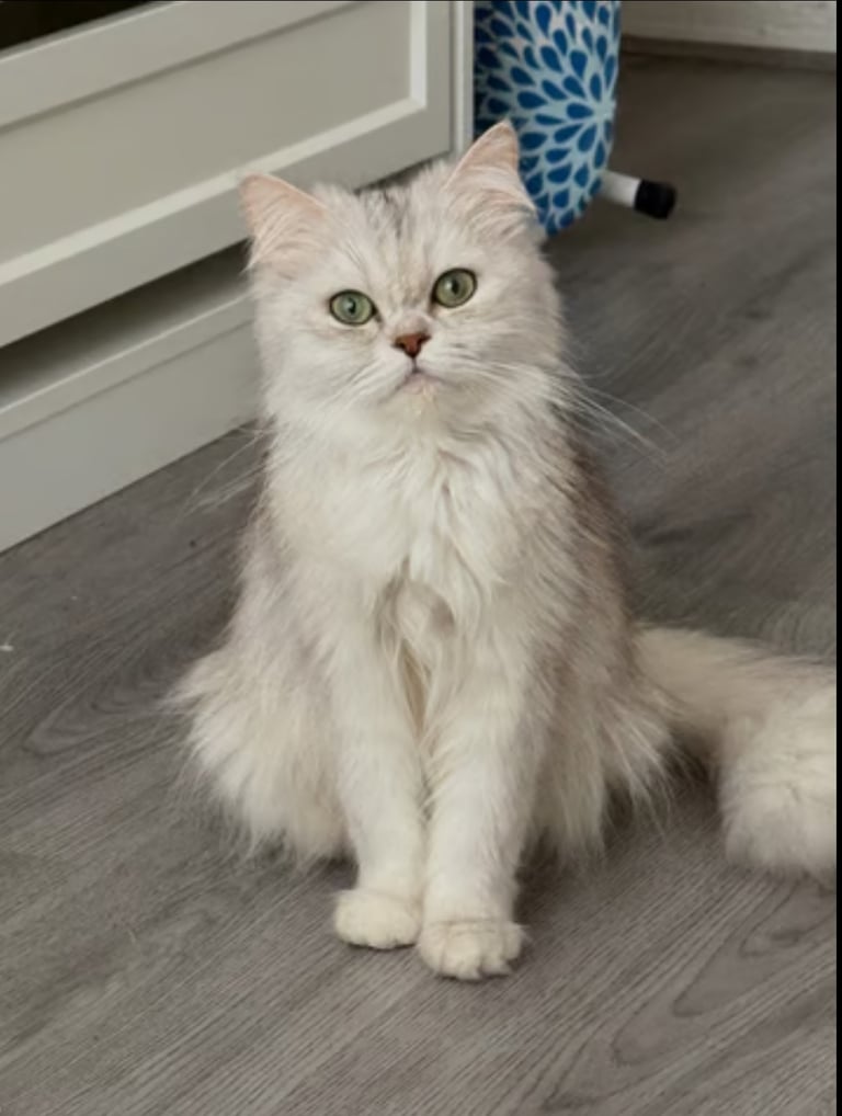 Pedigree persian cat 1 yr old