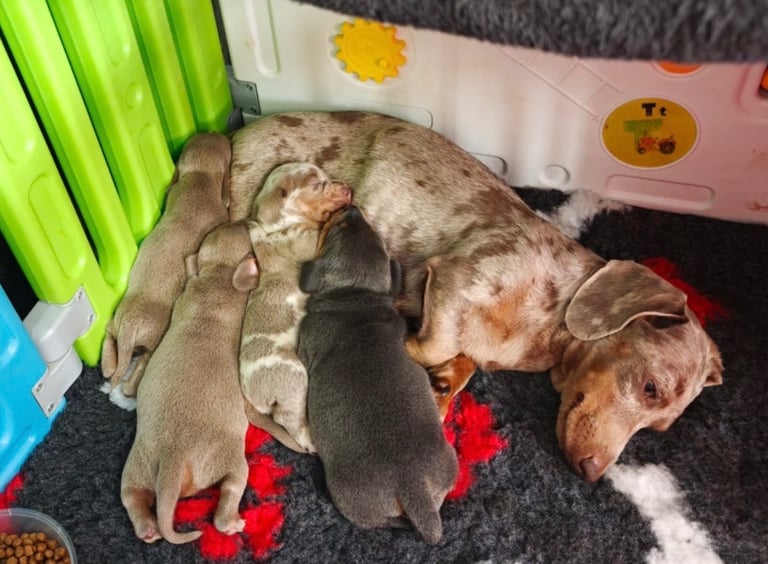 Miniature dachshunds 