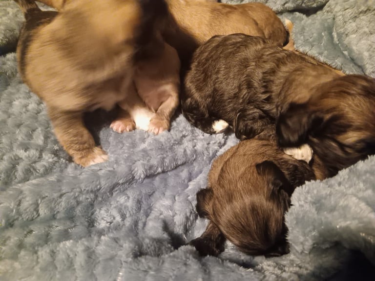 Beautiful dachshund cross cava-tzu for sale