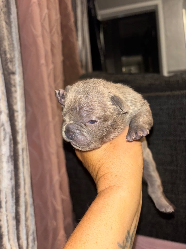 K c Frenchie puppies 