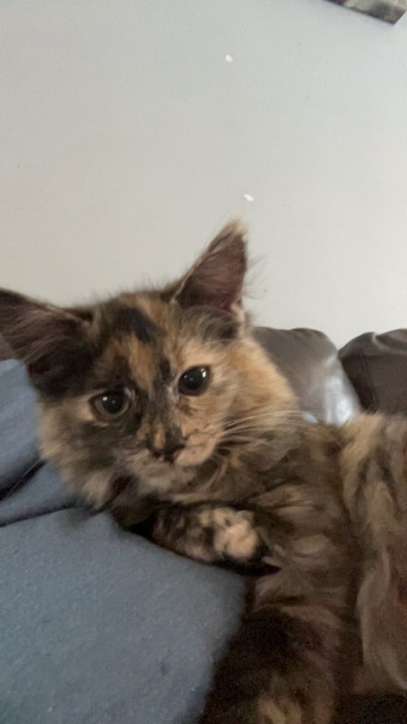 Long haired tortie female kitten