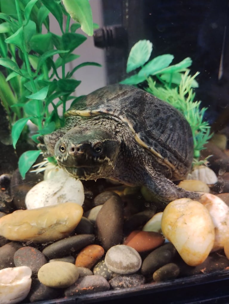 Pair of Musk Turtles with Tank, Lighting, Filter Pump, Heater, Thermometer and Accessories 